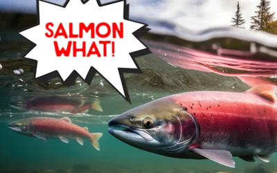Bonnie’s Picks Episode #23 – PDRN – Salmon WHAT!